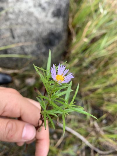 Symphyotrichum robynsianum, photographed by Reuven Martin