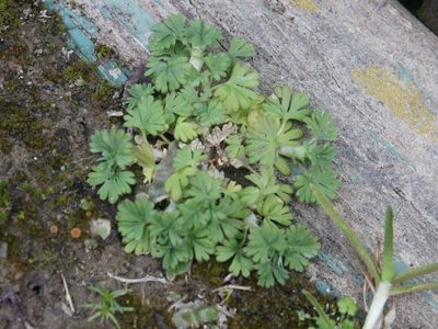 Alchemilla arvensis, photographed by Joe Dillon