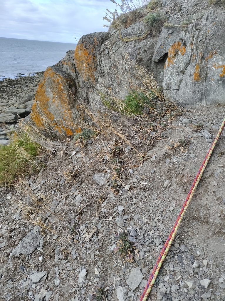 Boechera quebecensis, photographed by Marc-Aurèle Vallée