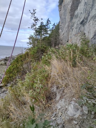 Boechera quebecensis, photographed by Marc-Aurèle Vallée