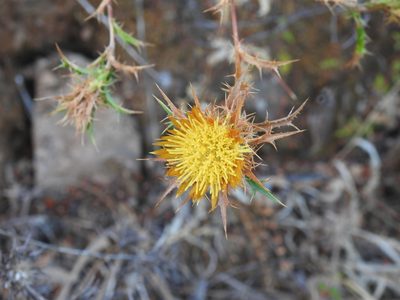 Carlina hispanica, photographed by Duarte Frade