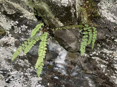 Woodsia alpina, photographed by Reuven Martin
