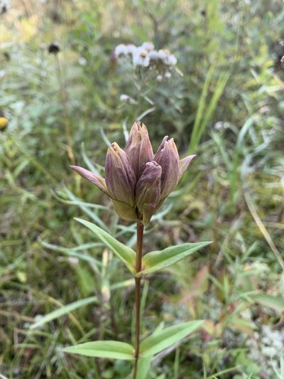 Gentiana rubricaulis, photographed by Reuven Martin