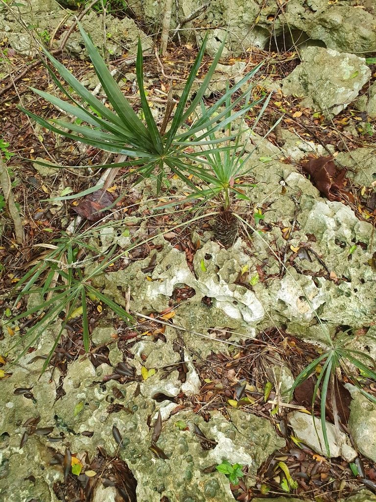 Coccothrinax ekmanii, photographed by Yolanda M. Leon