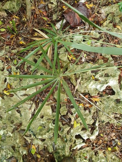 Coccothrinax ekmanii, photographed by Yolanda M. Leon