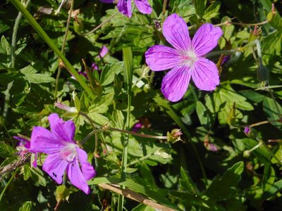 Geranium palustre, photographed by Eugene Popov