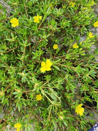 Portulaca rubricaulis, photographed by Yolanda M. Leon