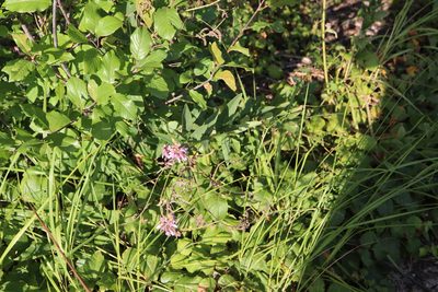 Desmodium canadense, photographed by Henry "Nick" Robertson
