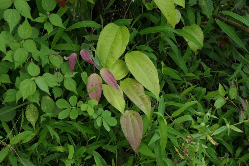 Dioscorea oppositifolia, photographed by Dinesh Valke