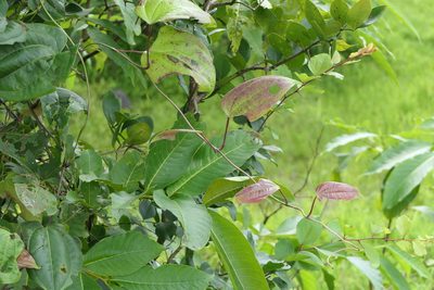 Dioscorea oppositifolia, photographed by Dinesh Valke