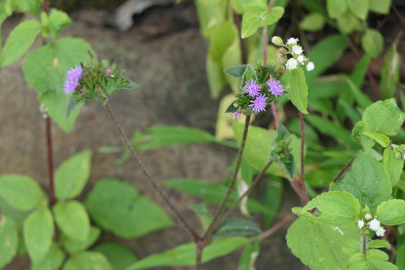 Elephantopus scaber, photographed by Dinesh Valke