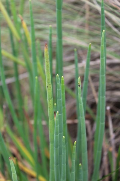 Ottoa oenanthoides, photographed by Bernabe Colohua