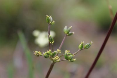 Ottoa oenanthoides, photographed by Bernabe Colohua