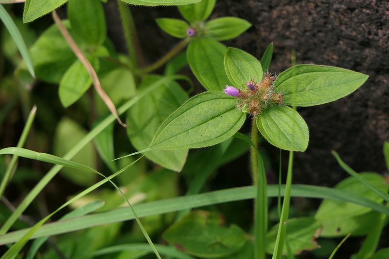Osbeckia muralis, photographed by Dinesh Valke