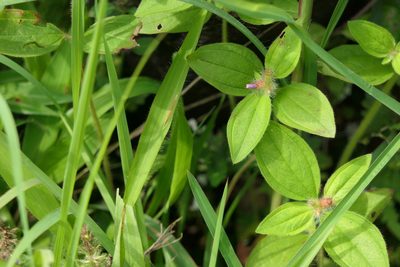 Osbeckia muralis, photographed by Dinesh Valke