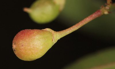 Gymnosporia maranguensis, photographed by Wynand Uys
