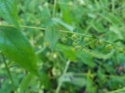 Hackelia virginiana, photographed by Brandon McCracken