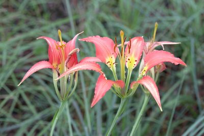 Lilium catesbaei, photographed by Lauren McLaurin