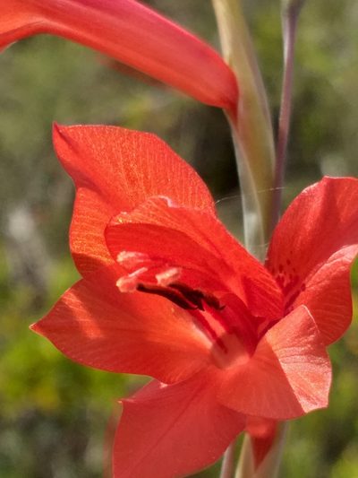 Gladiolus teretifolius, photographed by kevin koen