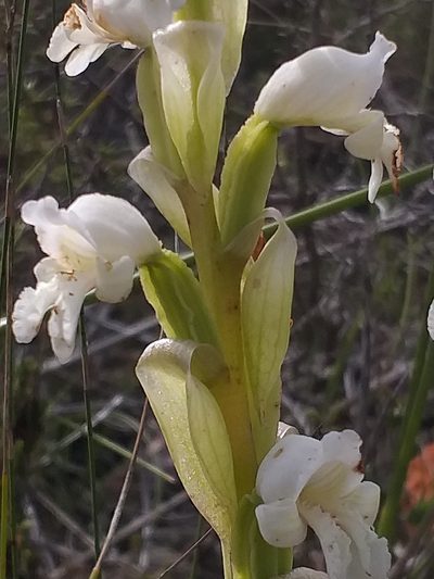 Satyrium muticum, photographed by kevin koen
