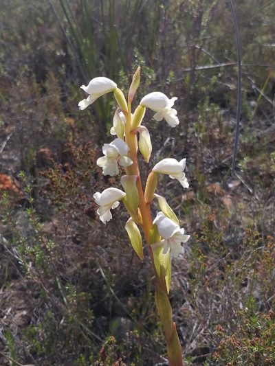 Satyrium muticum, photographed by kevin koen