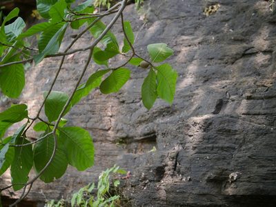 Gardenia latifolia, photographed by Dinesh Valke