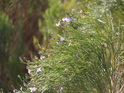 Psoralea aphylla, photographed by linkie