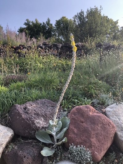 Verbascum bombyciferum, photographed by Luke Padon