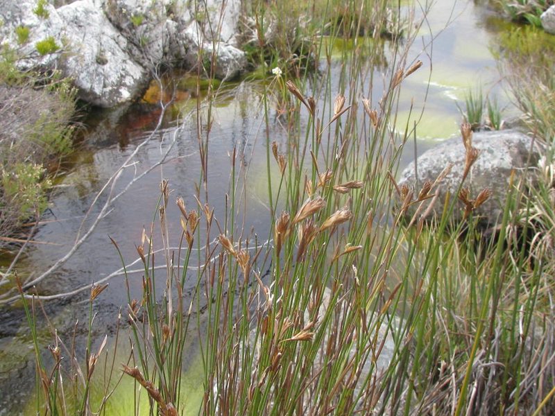 Restio purpurascens, photographed by douglaseustonbrown