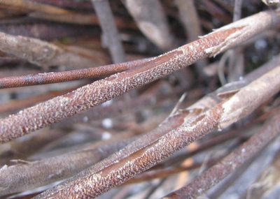 Restio purpurascens, photographed by douglaseustonbrown
