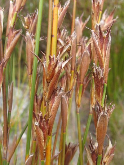 Restio purpurascens, photographed by douglaseustonbrown