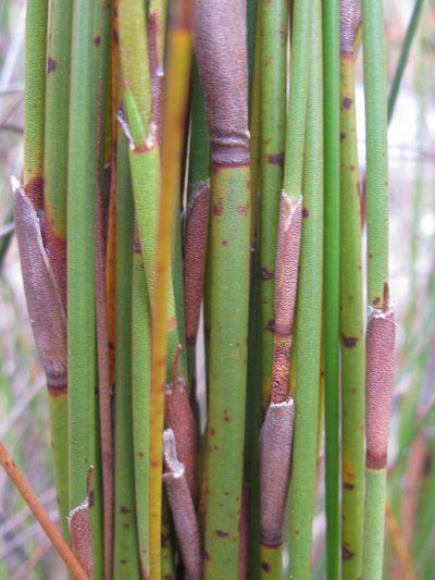 Restio purpurascens, photographed by douglaseustonbrown