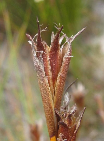 Restio purpurascens, photographed by douglaseustonbrown