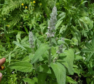 Stachys albens, photographed by Zac Peterson
