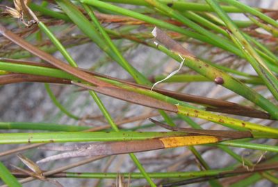 Platycaulos cascadensis, photographed by douglaseustonbrown
