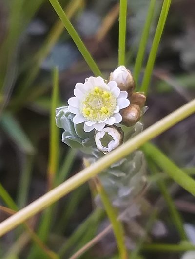 Gnaphalium declinatum, photographed by kevin koen