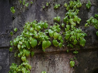 Microchirita hamosa, photographed by Dinesh Valke
