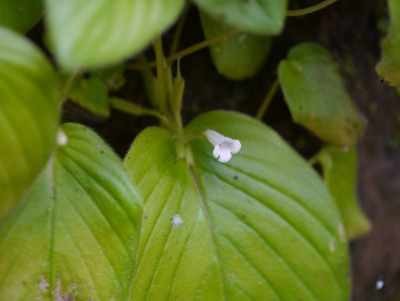 Microchirita hamosa, photographed by Dinesh Valke
