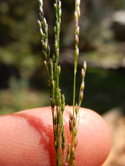 Podagrostis humilis, photographed by Matt Lavin