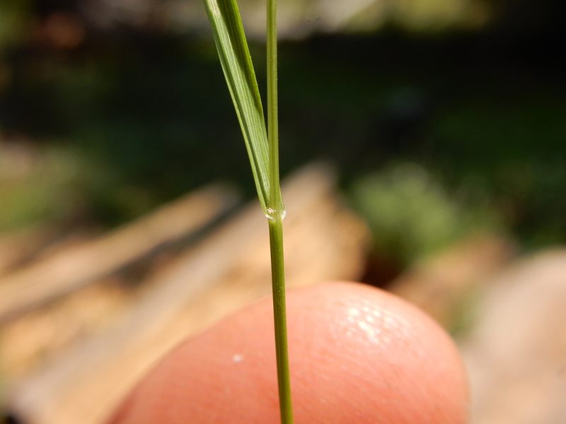 Podagrostis humilis, photographed by Matt Lavin