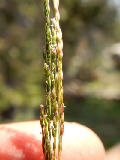 Podagrostis humilis, photographed by Matt Lavin