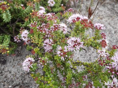 Agathosma ciliaris, photographed by James Deacon