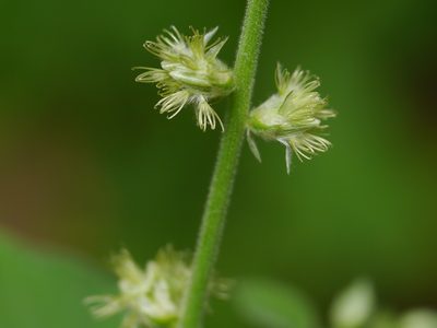 Pupalia lappacea, photographed by Dinesh Valke