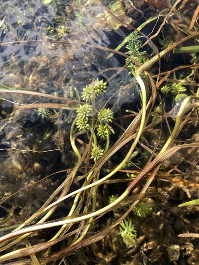 Sparganium hyperboreum, photographed by Valerii Glazunov