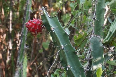 Harrisia bonplandii, photographed by Center for Urban Ecology