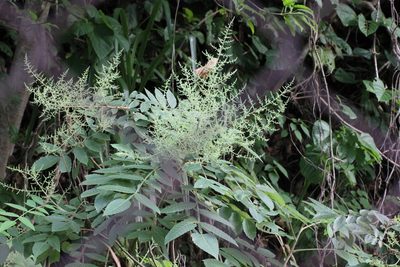 Rhus chinensis, photographed by Agnes Trekker