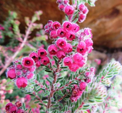 Erica haematocodon, photographed by linkie