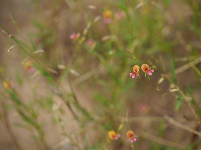 Alysicarpus bupleurifolius, photographed by Dinesh Valke