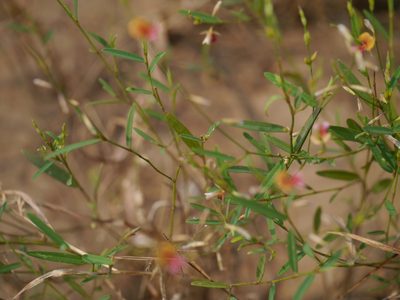 Alysicarpus bupleurifolius, photographed by Dinesh Valke