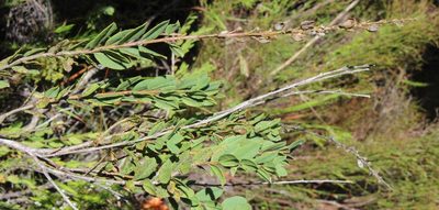 Freylinia brevistyla, photographed by Tony Rebelo